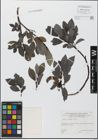 Foto von Salix glabra Scop.